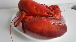 I Love Lobster