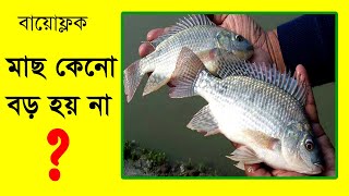 মাছ কেনো বড় হয় না, biofloc,biofloc fish farming