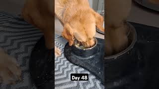 Day 48 until my dog gets 1k subscribers