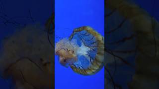 #jellyfish #pleasesubscribe #sea #sealife #shortsviral #cool #aquarium #fish #watch #sting #venom2