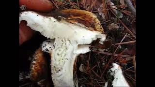 Tricholoma caligatum. Champimaginatis. English Text.