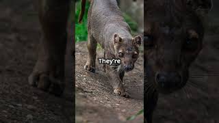 Facts About the Fossa!