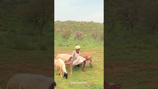 गांव है ये। #rajasthan #farming #desi #indian