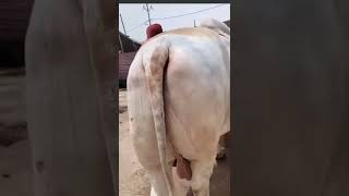 MashAllah khubsorat brahman/cow mandi