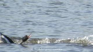 Red Breasted Merganser