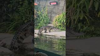 I am just watching you 🙂😎🐊 #music #animals #zoo #shorts