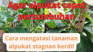 cara mengatasi tanaman stagnan kerdil agar pertumbuhan cepat