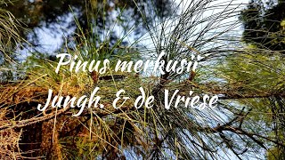 Pinus merkusii   Jungh. & de Vriese