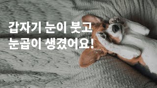 강아지눈다래끼는 왜 생기는건가요?