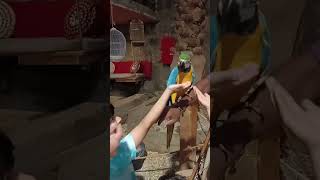 Birds park Madinah #viral #youtubeshorts #shorts