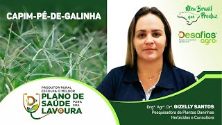 Dica para Controle de Capim-Pé-de-Galinha