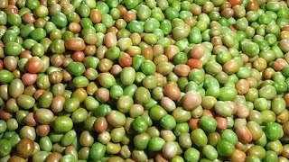 Tomato Live Market -: Nashik Tomato Market -: 3/09/2024