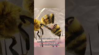 ¿Por que mueren las abejas después de picar?🐝 #shorts #Abejas #curiosidades #tiktoks #historias