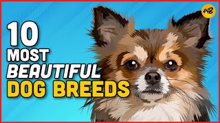 Top 10 Most Beautiful Dog Breeds in 2022 | TOP 10 CUTEST Dog Breeds