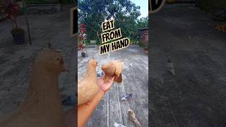 Two Pigeons Fly and Eat from My Hand #birds #pigeon #pets #shorts