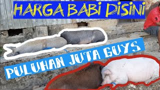 WOW HARGA BABI DISINI PULUHAN JUTA SEEKOR