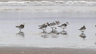 Knot crash Sanderling Sleep in70021