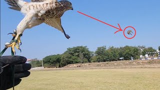 Shikra hunting training | How to hunt with shikra