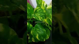 Money Plant | Pothos #shorts💚