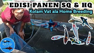 PANEN IKAN KOI HQ DAN SQ DARI KOLAM VAT| HOME BREEDING ALA- @Blokekoi#panenkoisqhq