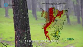 CONSERVACIÓN DE LOS BOSQUES: UNA ESTRATEGIA DE MITIGACIÓN FRENTE AL CAMBIO CLIMÁTICO