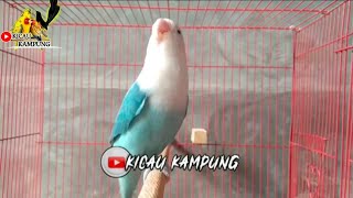 Lovebird gacorrr !!! Lovebird lain langsung nyamberrr