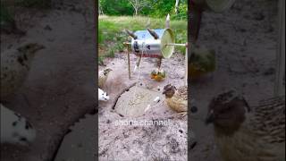 shorts channel - Quail Traps Unique Bird Trap