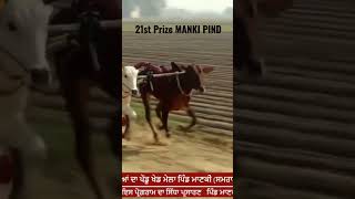 Ox Races Punjab | Khalsa TV Ox Race Live | 21st Prize Manki | Bald Races