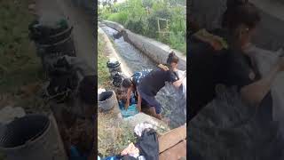 DAMPAK KEKERINGAN,TERPAKSA NYUCI DI SUNGAI #sorts #viral #sungai @jtmkayuofficial3403