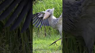 el ultimo pajaro prehistorico 😲#shorts #geography #history #youtubeshorts