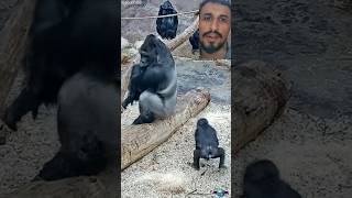 😂Funny video😂  Pretty videos Gorilla🦍 video #funny #trending #youtubeshorts #gorilla