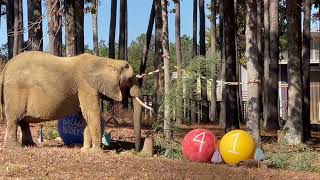 The Elephant Sanctuary | Nosey's 41st Birthday