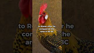 The Campine Chicken