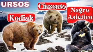 Explorando a Diversidade dos Ursos Pardos: Kodiak e Cinzento. Tudo sobre o Urso Negro Asiático (3/4)