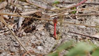 Die Haselbacher Teiche mit Rostgans _ rote Libelle _ Zwergtaucher _ Admiral