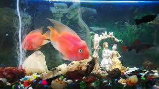 parrot fish molly red tail shark fish aquarium  jk fishing 91