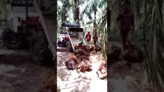 Quick Tractor utk angkut  panen buah kelapa sawit.