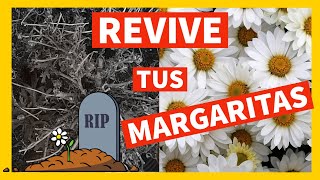 🌼 Como REVIVIR tu MARGARITA MUERTA ⚰️ (Casi) 💧 CUIDADOS de las MARGARITAS : PODA ABONO Como y Cuando