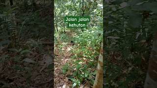 Jalan kehutan bersama anjing pintar #anjing #hutan #nature #kalimantan