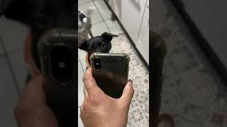 Espero aprendan estas niñas LEMU y Lagu 🐶🐶 a no dar vuelta el basurero