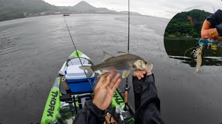 Os robalinhos estavam comendo solto!😱(Camarão vivo VS artificial)🦐 #ultralightfishing