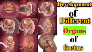 fetal organs development week by week|foetal development week by week|medical knowledge pk