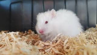 Family of Hamsters - Tamed Hamster