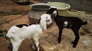 Cute Baby Goats