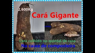 Cará Gigante colhido no quintal de casa. Veja o tamanho do bicho.