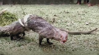 Saving injured mongoose and giving them a second chance at life | Animal rescue compilation