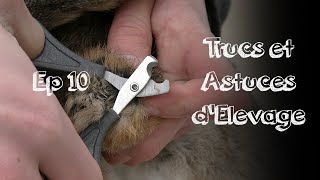 COMMENT COUPER LES GRIFFES DE SON LAPIN ? - TAE N°10 │LA FERME DE THÉO