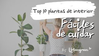 Las 10 Mejores Plantas de Interior para Novatos: Fáciles, Resistentes y ¡Hermosas! 🌱