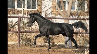 Гудини (Импресарио - Геральдика) Почти трехлетний :)