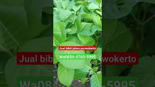 jual bibit Jabon purwokerto